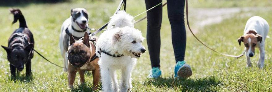 animaux de compagnie